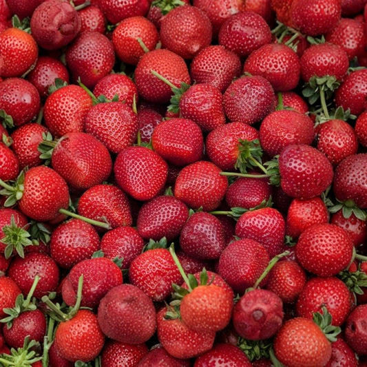 Strawberry Delizz Live Plant Plug – 1–3" Tall – Sweet Everbearing Strawberry | Compact Fruit Plant | Container & Garden Friendly