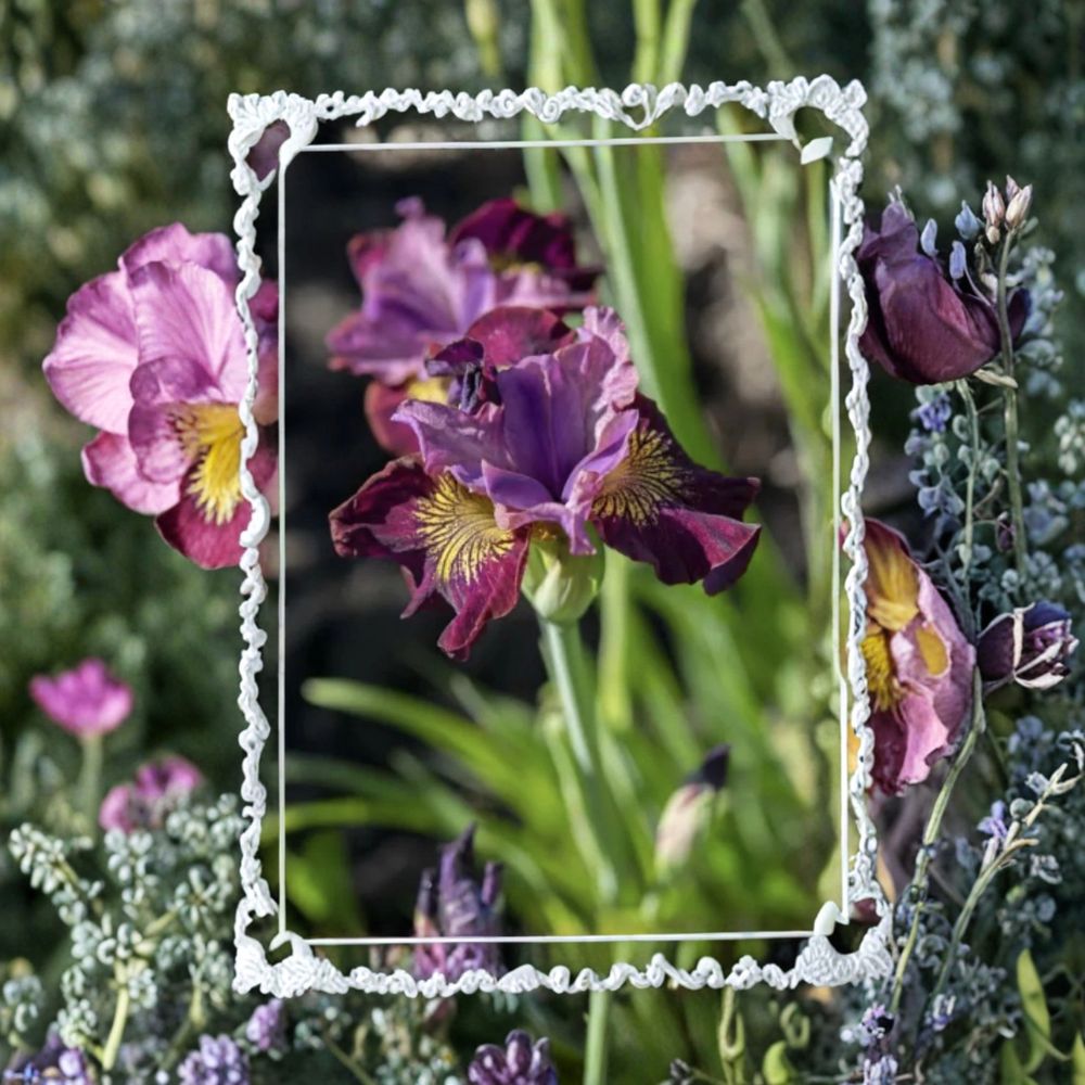Siberian Iris 'Ms. Apple' – Live Bare Root Clump | 7 Plants | Hardy Perennial Flower | Easy to Grow | No Pot