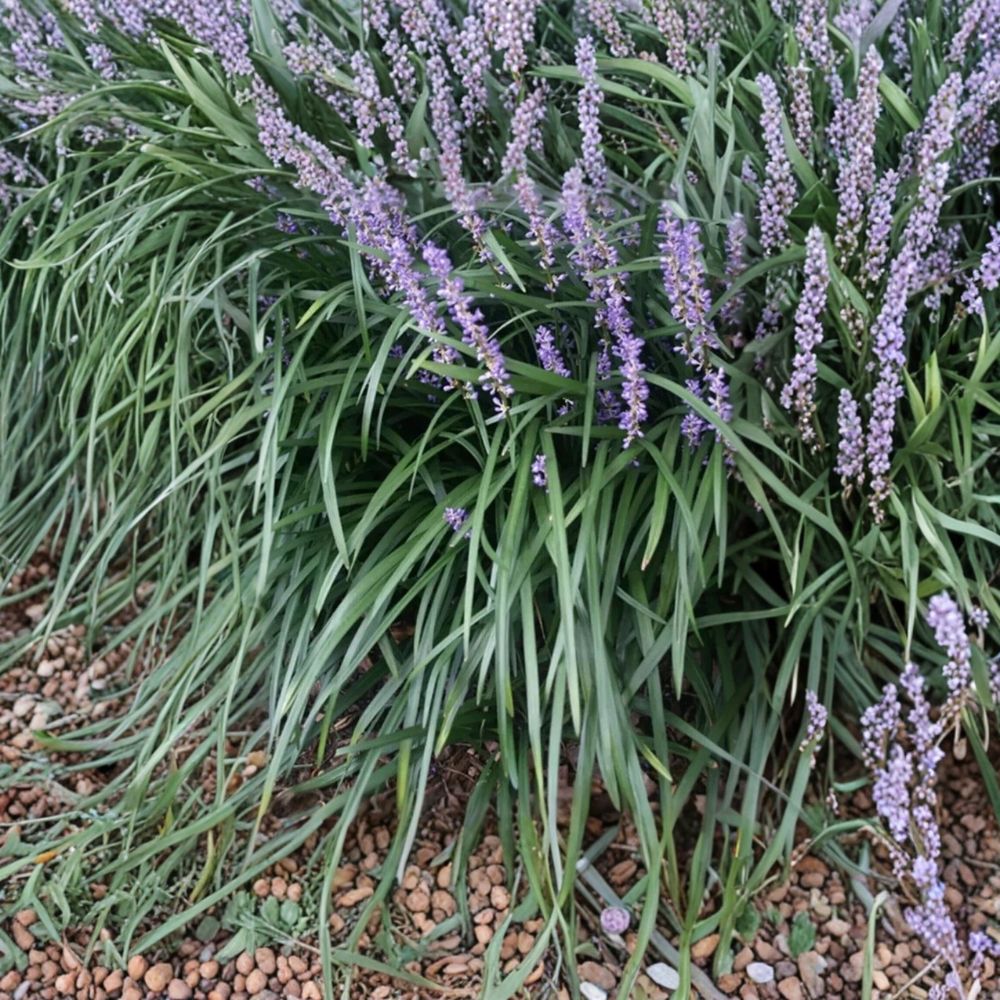 Liriope Live Starter Plugs – 25 Rooted Monkey Grass Plants | Lilyturf Ground Cover | Hardy Border Grass | Easy to Grow