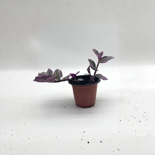 Pink Tradescantia Nanouk – Live Plant in 4 Inch Self-Watering Pot | Wandering Jew | Pink Purple Green Variegated Foliage | Trailing Houseplant | Easy Care