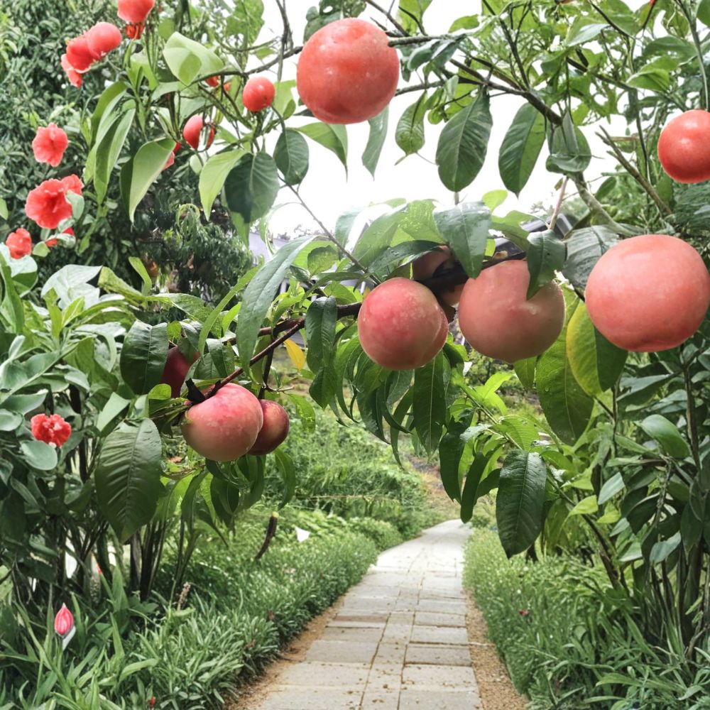 White Phoenix Peach Tree – Live Bare Root Fruit Tree | Yanshan White Peach Variety | Sweet Juicy White Flesh Peach | Mid Season Harvest | Backyard Orchard Friendly