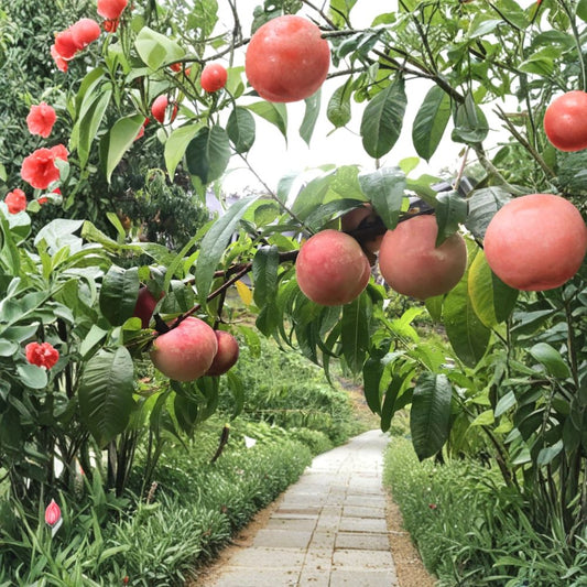 White Phoenix Peach Tree – Live Bare Root Fruit Tree | Yanshan White Peach Variety | Sweet Juicy White Flesh Peach | Mid Season Harvest | Backyard Orchard Friendly