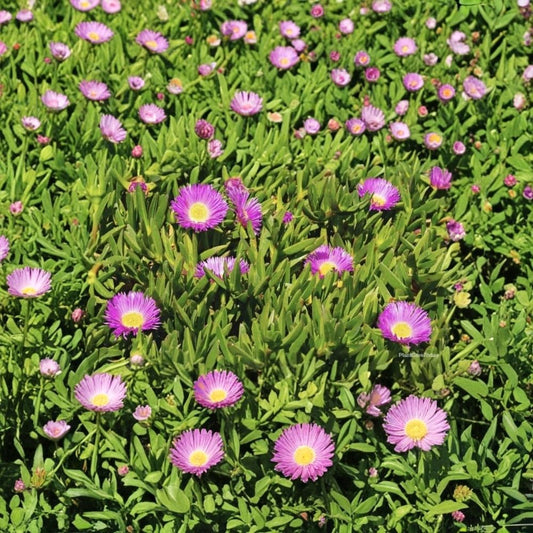 40 Live Ice Plant Cuttings – Succulent Ground Cover | Pig Face Plant | Rooting Cuttings | Backyard Garden Groundcover | Drought Tolerant Plant | Outdoor Garden