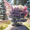 Acer palmatum ‘Lozita’ – Red Japanese Maple Live Tree | 18–30 Inches Tall | Classic Scarlet Fall Color | Ornamental Landscape Maple | #3 Container Size