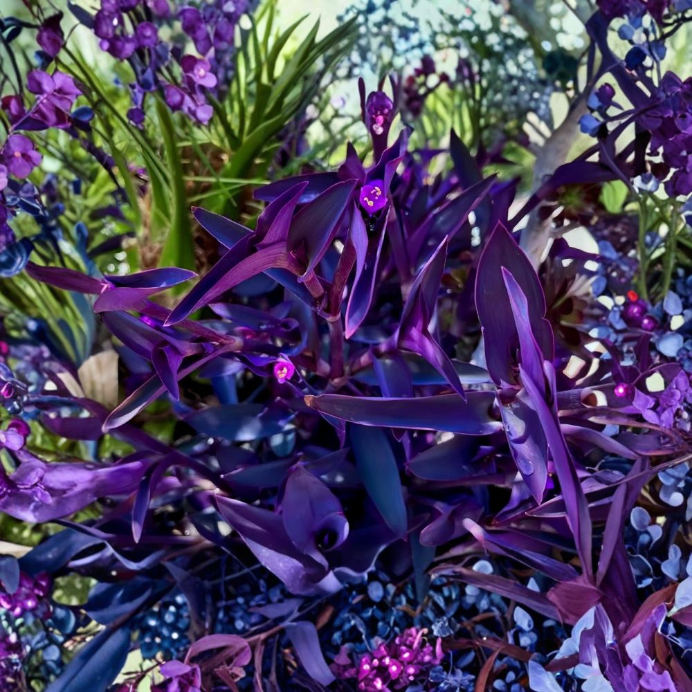 20 Purple Heart Tradescantia Pallida Cuttings | 4–8 Inch Live Unrooted Cuttings | Wandering Dude Vine | Vibrant Purple Foliage | Easy to Propagate
