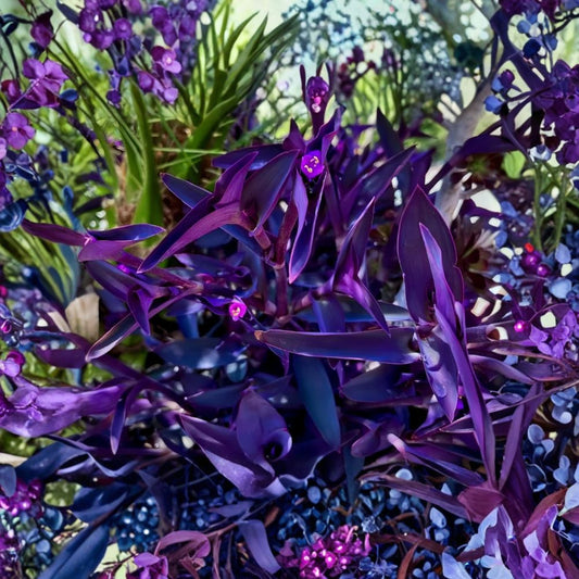 20 Purple Heart Tradescantia Pallida Cuttings | 4–8 Inch Live Unrooted Cuttings | Wandering Dude Vine | Vibrant Purple Foliage | Easy to Propagate