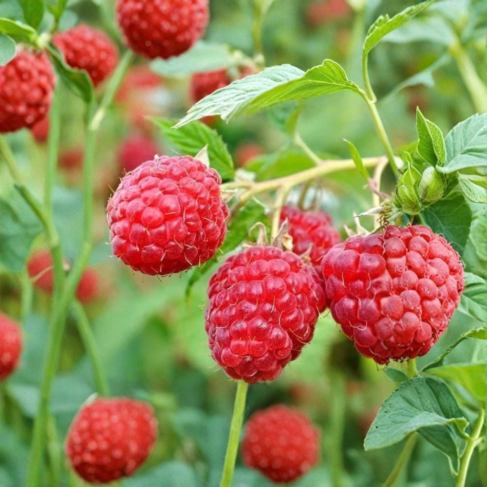 Caroline Raspberry Plants – 3 Live Bare Root Canes | Large Sweet Everbearing Raspberries | Hardy Fruit Bush | Zones 3–8