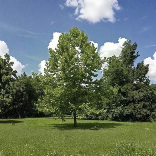American Sycamore – Platanus occidentalis Live Bare Root Seedlings | Set of 10 | 4–10 Inches Tall | Native Shade Trees