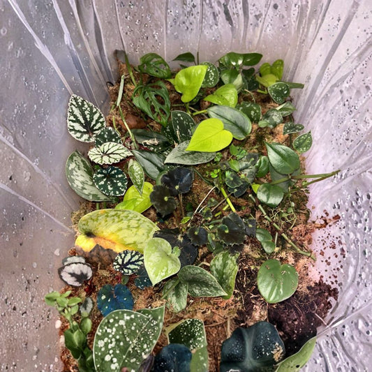 Mystery Cuttings Box – 10+ Live Plant Cuttings | Assorted Houseplant Propagation Box | Easy to Root | Great for Plant Lovers