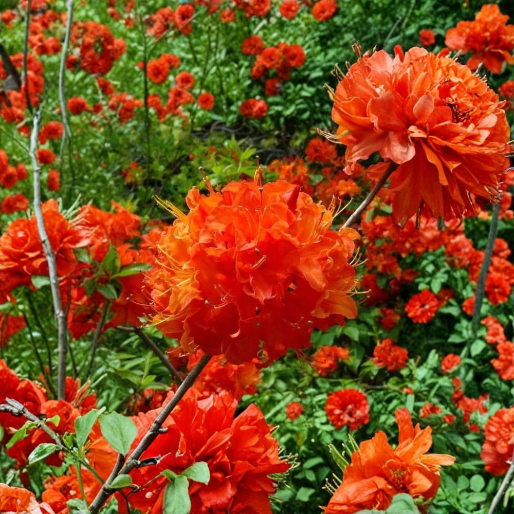 Mandarin Lights Azalea – Azalea x 'Mandarin Lights' Live Starter Plant | Deciduous Flowering Shrub | Bright Orange Blooms | Easy to Grow