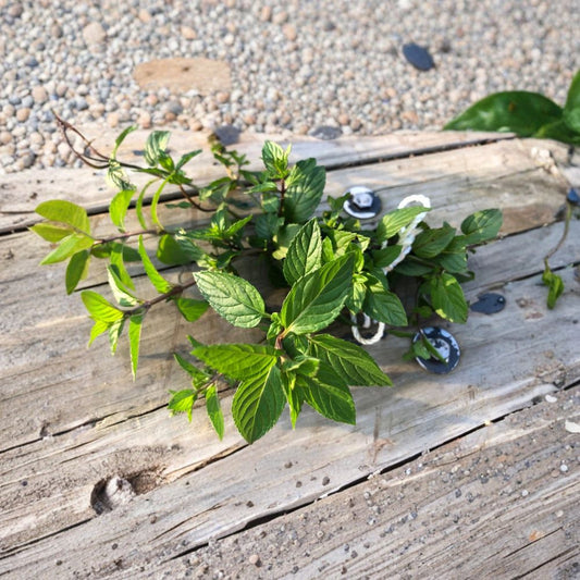 Organic Peppermint – 5 Live Rooted Cuttings | 6–8 Inches Long | Bare Root Herb Plants | Ready for Soil | Easy to Grow