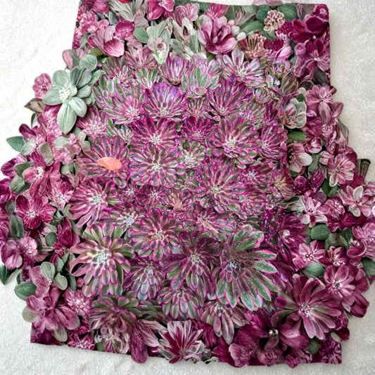 Ink Printing Succulent Live Plant – 1 Rare Succulent | Imported Collector Plant | Bare Root | Unique Foliage | Easy-Care Succulent