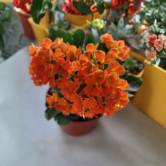 Kalanchoe Blossfeldiana ‘Florist Kalanchoe’ – Live Succulent Plant | Orange Flowers | 4 Inch Pot | Fully Rooted Houseplant | Easy Care Flowering Succulent | Indoor Plant