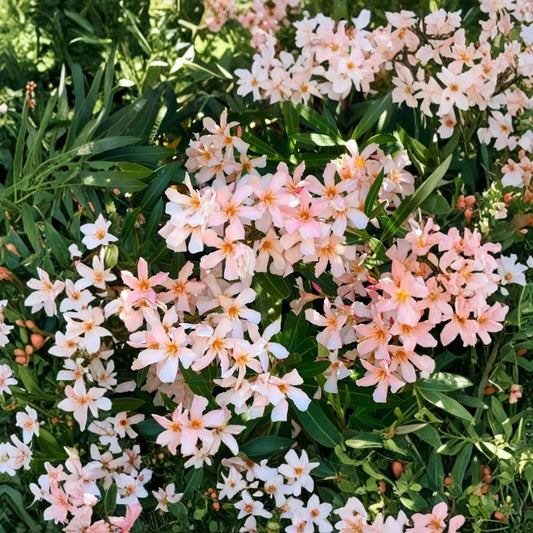 Dwarf Salmon Oleander Live Plant – Nerium Oleander ‘Dwarf Salmon’ | Young Starter Plant | Compact Flowering Shrub | Patio & Container Plant | No Pot