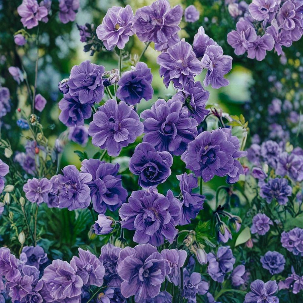 Double Purple Geranium Seeds – 10 Pack | Pelargonium Flower Seeds | Rich Violet Blooms | Garden & Container Plants