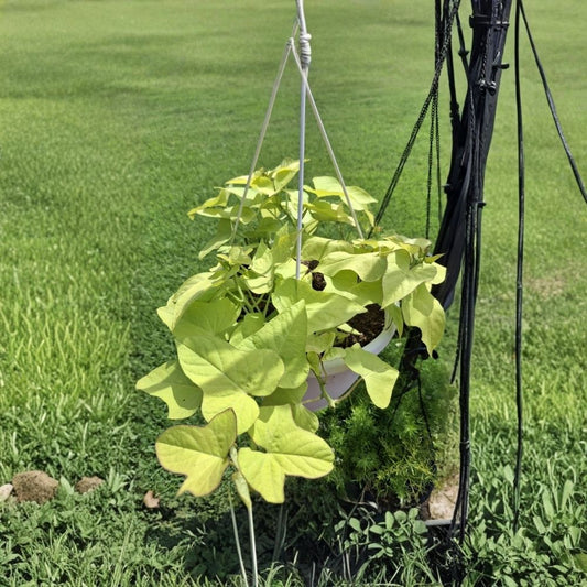 5 Live Rooted Ornamental Sweet Potato Vines | Ipomoea batatas | Trailing Foliage Plant | Easy Care | Ready to Plant
