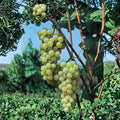 5 Early Muscat Table Grape Cuttings – Vitis vinifera Live Propagation Cuttings | Sweet Aromatic Grape Variety | Easy Home Growing | US Seller