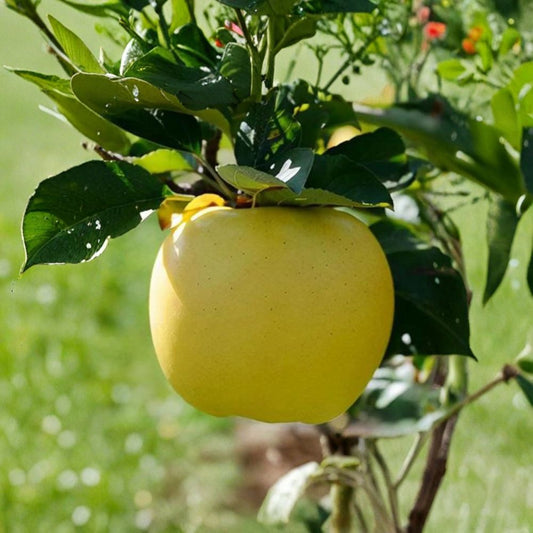 Japanese Shinano Gold Apple Tree – Bare Root Apple Tree on M7 Rootstock | Sweet Crisp Golden Apples