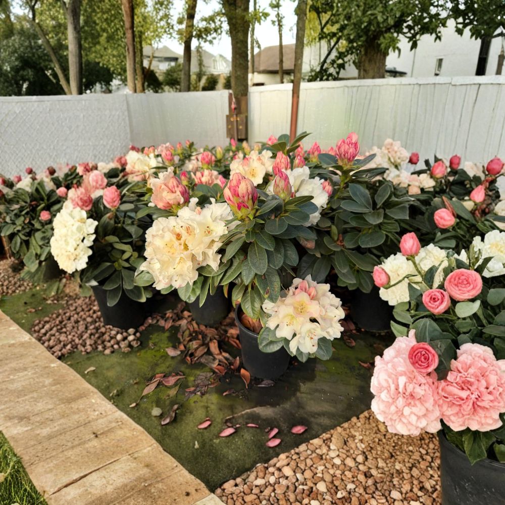Rhododendron ‘Unique’ – Evergreen Rhododendron | Large White Blooms | One Gallon Container Plant | Cold Hardy Shrub