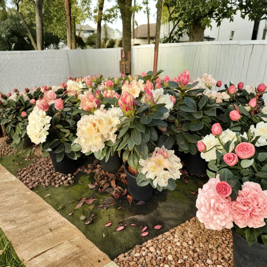 Rhododendron ‘Unique’ – Evergreen Rhododendron | Large White Blooms | One Gallon Container Plant | Cold Hardy Shrub