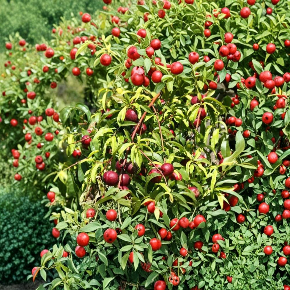 Wild Plum Tree – Fresh Unrooted Cuttings | Set of 12 | 6–8 Inches Long | Hardy Native Fruit Tree | Easy to Propagate
