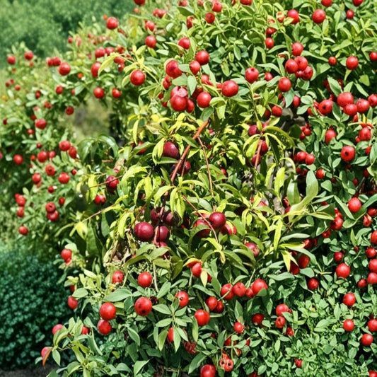 Wild Plum Tree – Fresh Unrooted Cuttings | Set of 12 | 6–8 Inches Long | Hardy Native Fruit Tree | Easy to Propagate
