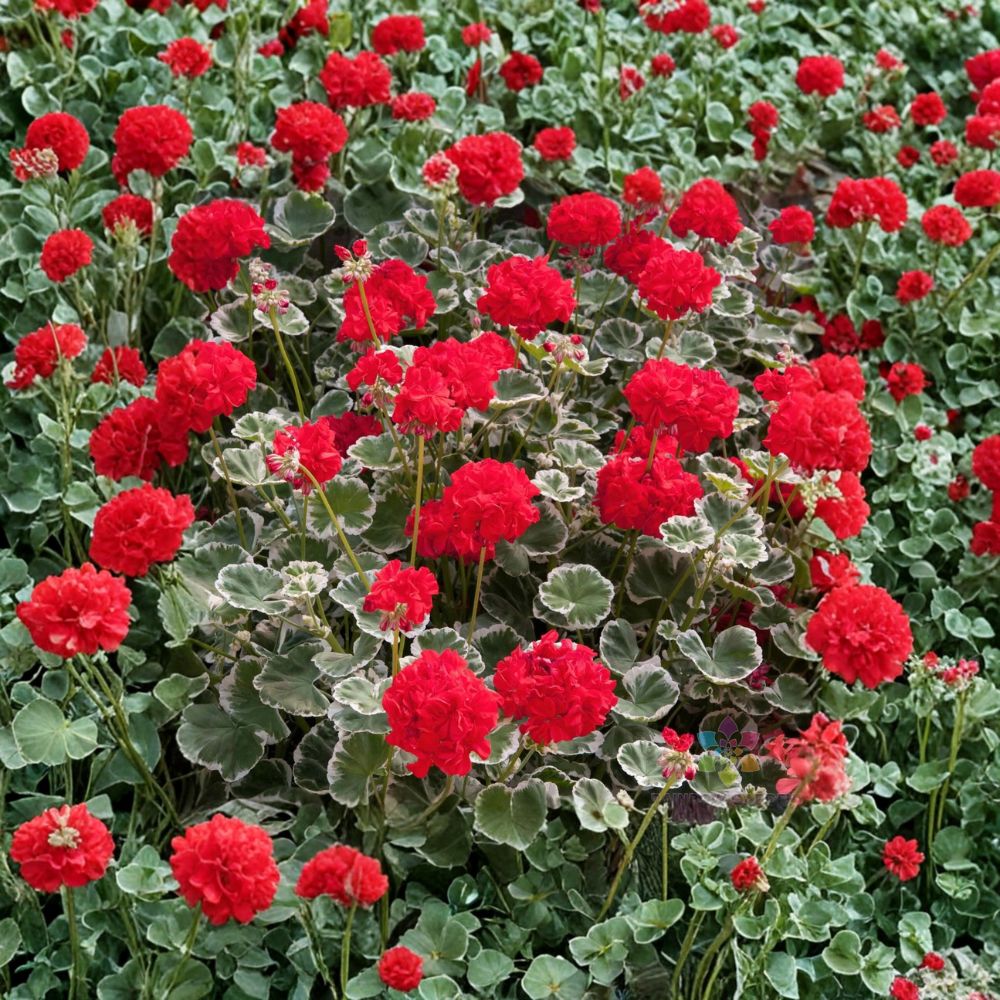 Wilhelm Langguth Geranium Seeds – Fancy Leaf Pelargonium | 25+ Seeds Included | Variegated Foliage & Red Blooms | Patio & Container Friendly