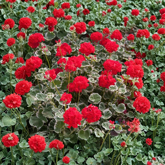Wilhelm Langguth Geranium Seeds – Fancy Leaf Pelargonium | 25+ Seeds Included | Variegated Foliage & Red Blooms | Patio & Container Friendly