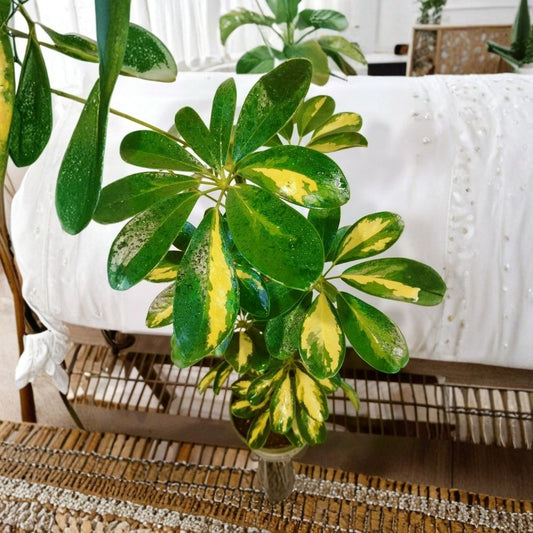 Dwarf Umbrella Tree Live Plant – Schefflera arboricola | 20–25 Inch Tropical Houseplant | 1 Gallon Size | Easy Care Indoor Plant | Plant Food Included