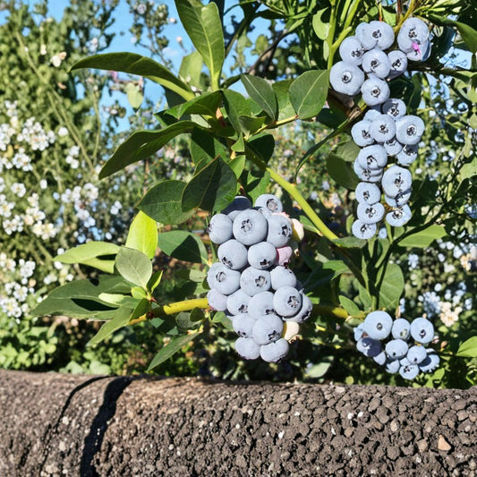 Polaris Blueberry Plant – Live Rooted Blueberry Bush | Sweet Cold Hardy Berry Shrub | Zones 3–7