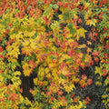 Acer circinatum ‘Baby Buttons’ Live Dwarf Vine Maple | Rare Compact Japanese Maple Relative | #1 Container Grown