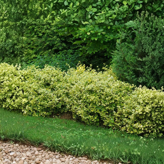 2 Gold Splash Wintercreeper – Euonymus fortunei Live Bare Root Plants | Evergreen Groundcover | Variegated Foliage | Easy to Grow