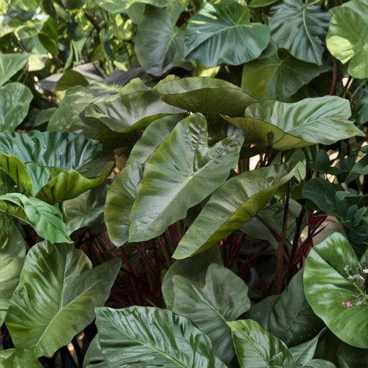 Hawaiian Punch Colocasia Live Plant – Elephant Ear | 3–5 Inch Starter | 4 Inch Pot Grown | Tropical Ornamental Foliage | Container & Garden Plant | Ships Without Pot
