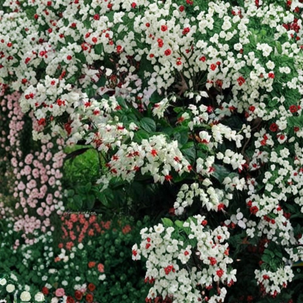 Bleeding Heart Vine Live Plant | Clerodendrum thomsoniae Rooted Starter | Bare Root | White & Red Blooms | Tropical Flowering Vine