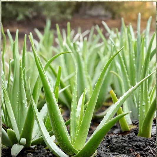 Aloe Vera – Aloe vera Live Rooted Starter Pups | Set of 2 | 8–12 Inch Succulent Plants | Easy Care Houseplant