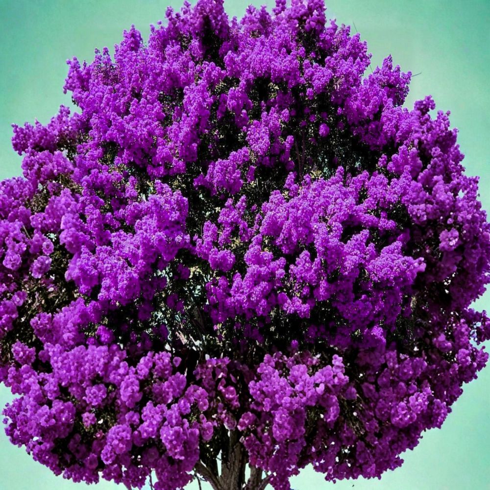 Dark Purple Crepe Myrtle Trees – 2 Live Rooted Plants | Bare Root Starter Plants | Purple Flowering Tree | Fast Growing | Easy to Grow