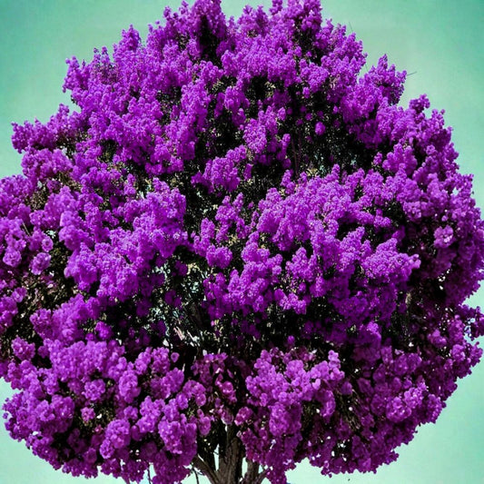 Dark Purple Crepe Myrtle Trees – 2 Live Rooted Plants | Bare Root Starter Plants | Purple Flowering Tree | Fast Growing | Easy to Grow