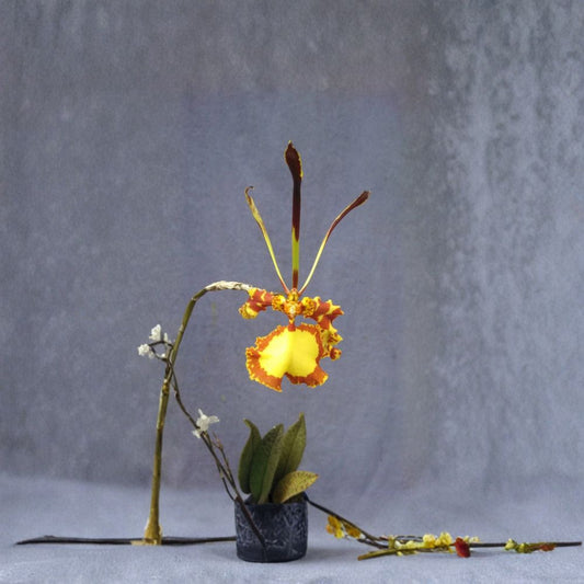 Psychopsis Mendenhall 'Hildos' Orchid – Rooted Plant in 2.5 Inch Pot | Rare Butterfly Orchid | Award-Winning Hybrid | Easy to Grow