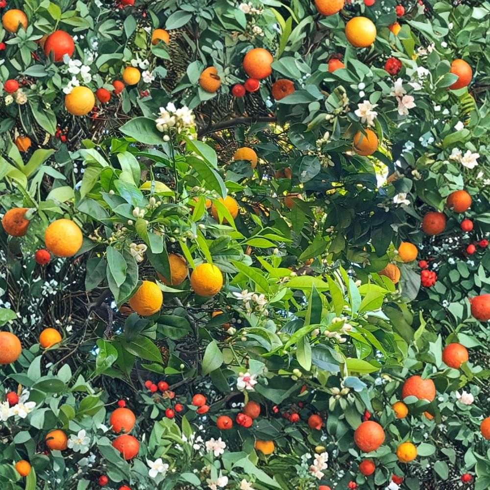 California Navel Orange – Fresh Cuttings | Set of 5 | Citrus Tree Propagation | Fruit Tree Starter | Easy to Grow