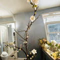 Ryūyū-bai Japanese Apricot – Live Pre Bonsai Sapling | Twisted Dragon Branch Plum Tree | Bare Root With Heart Soil | Winter Blooming White Flowers