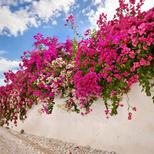 4 Barbara Karst Bougainvillea Live Plants – 4–6 Inch Rooted Plants | Magenta Red Tropical Flowering Vine | Soil-Wrapped Roots | No Pot