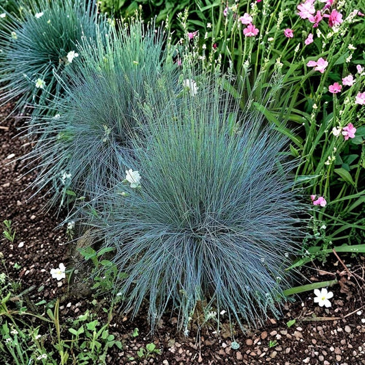 Blue Fescue 'Elijah Blue' Live Plant | Well Rooted Starter Plant | 2.5 x 3.5 Inch Pot | Ornamental Grass | Drought Tolerant Perennial