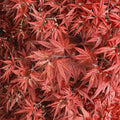 Acer palmatum ‘Rhode Island Red’ Live Japanese Maple | Dwarf Bloodgood Maple Tree | Compact Red Ornamental Acer | #3 Container Grown