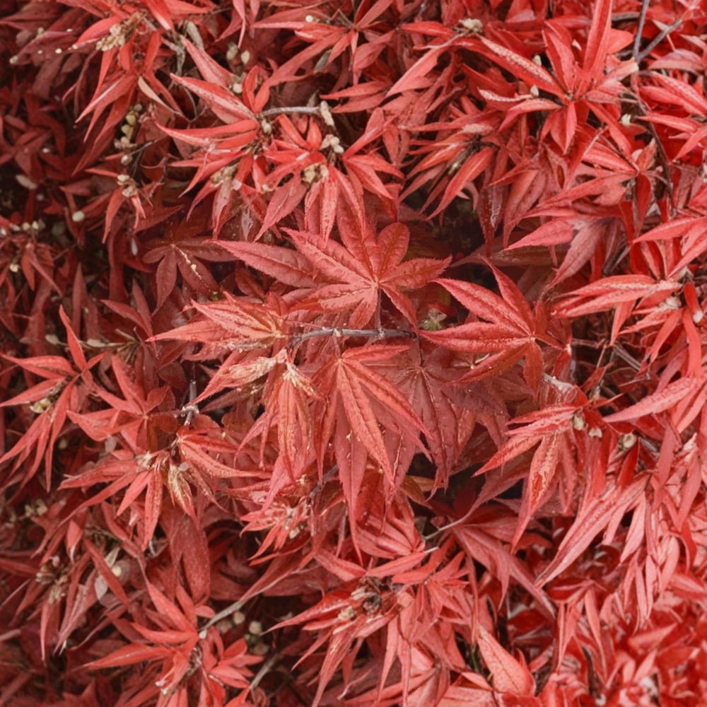Acer palmatum ‘Rhode Island Red’ Live Japanese Maple | Dwarf Bloodgood Maple Tree | Compact Red Ornamental Acer | #3 Container Grown