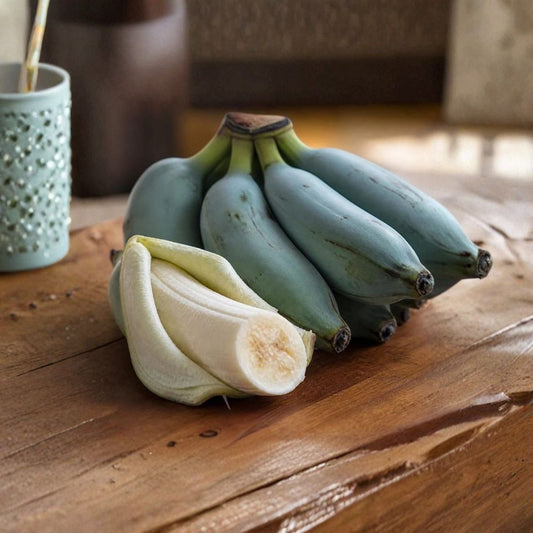 Blue Java Banana – Musa 'Blue Java' Live Plant | Bare Root Starter | Ice Cream Banana | Cold Hardy Tropical Fruit Tree