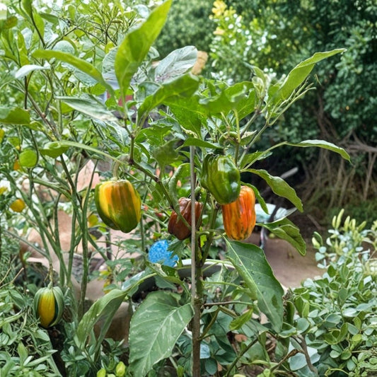 2 Candy Cane Chocolate Cherry Pepper Live Plants – Chili Pepper Starter | Colorful Ornamental Edible Pepper | 4 Inch Plant | Patio & Container Garden