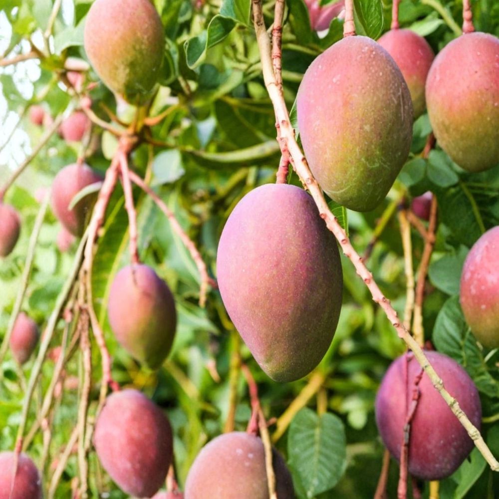 Glenn Mango Tree – Mangifera indica Live Grafted Tree | 3 Gallon Pot | Tropical Fruit Tree | Patio & Backyard Friendly | Easy to Grow