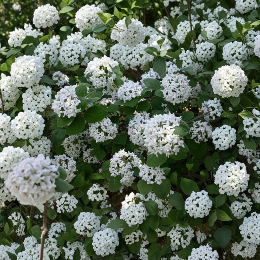Koreanspice Viburnum – Viburnum carlesii Live Plant | 3.5 Inch Nursery Pot | Fragrant Flowering Shrub | Pink to White Blooms