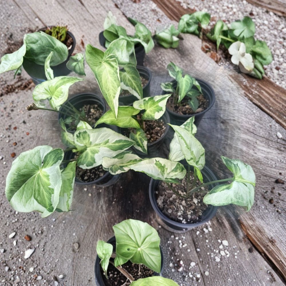 Syngonium 'Three Kings' – Live Rooted Plant | Potted Houseplant | Variegated Arrowhead Vine | Rare Indoor Plant | Easy to Grow