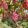 Nina Grape Vine – Live Bare Root Grape Plant | Sweet Table Grape Variety | Backyard Vineyard Friendly | Fast Growing Fruit Vine